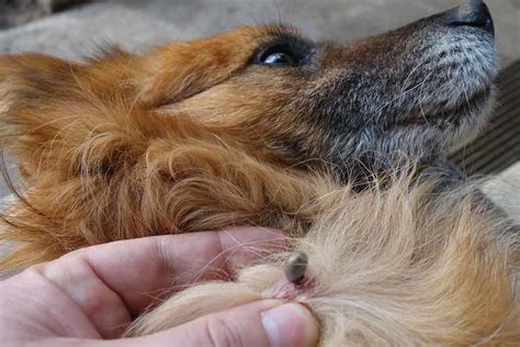 maladie de lyme chez le chien